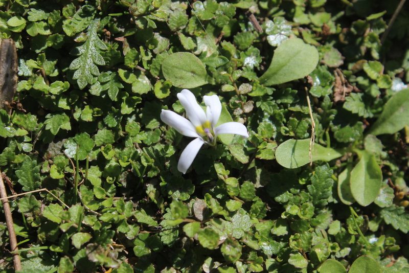 Lobelia perpusilla, photographed by Joe Dillon