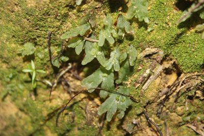 Symphyogyna hymenophyllum, photographed by Joe Dillon