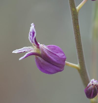 Streptanthus glandulosus, photographed by Carrie Seltzer