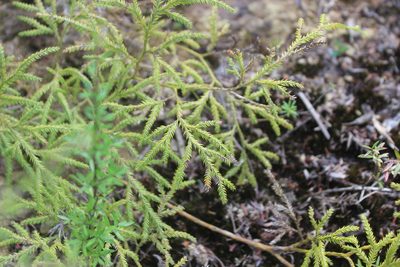 Pseudodiphasium volubile, photographed by Joe Dillon