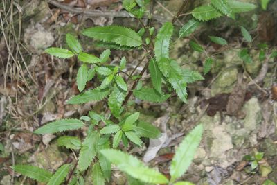 Haloragis erecta, photographed by Joe Dillon