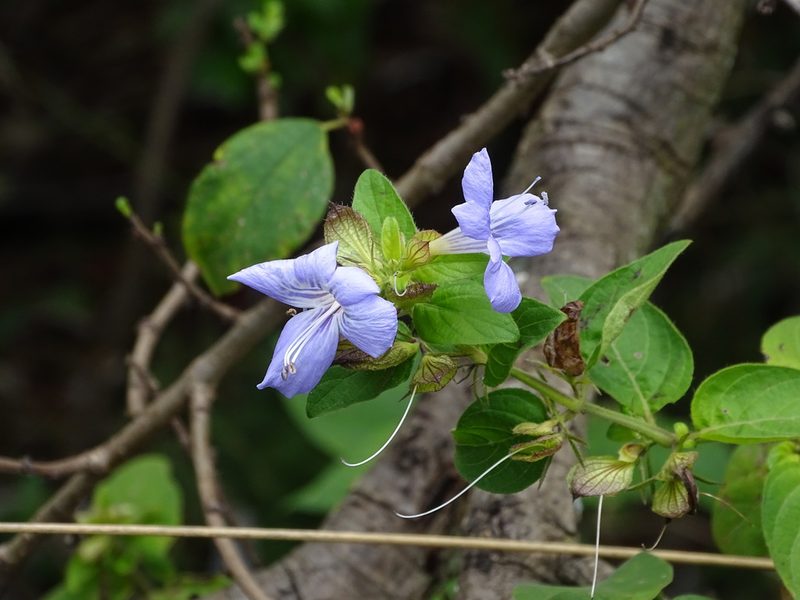 Barleria gueinzii, photographed by Shaun Swanepoel