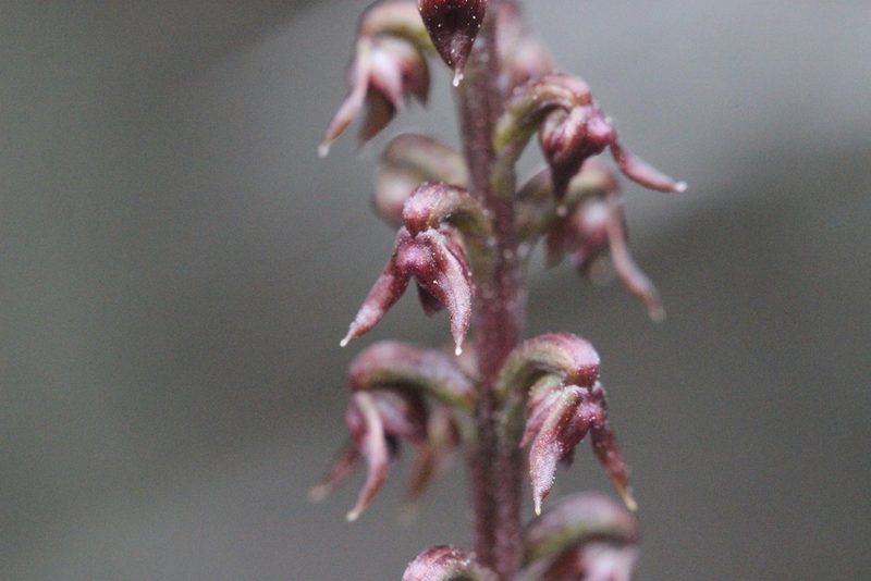 Genoplesium nudum, photographed by Joe Dillon