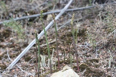 Genoplesium nudum, photographed by Joe Dillon