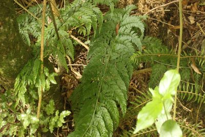 Asplenium bulbiferum, photographed by Joe Dillon