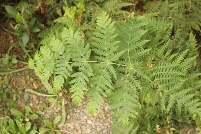 Histiopteris incisa, photographed by Joe Dillon