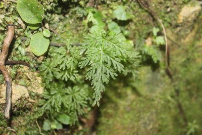 Leptopteris hymenophylloides, photographed by Joe Dillon