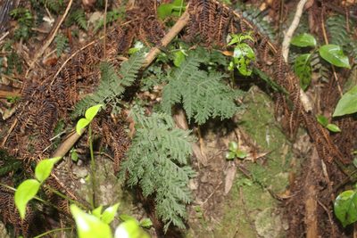 Leptopteris hymenophylloides, photographed by Joe Dillon