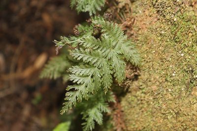 Leptopteris hymenophylloides, photographed by Joe Dillon