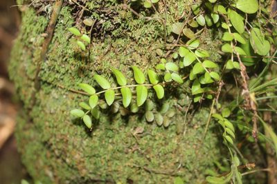 Metrosideros diffusa, photographed by Joe Dillon