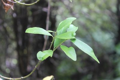 Parsonsia heterophylla, photographed by Joe Dillon