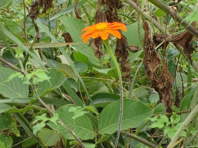 Tithonia rotundifolia, photographed by Shaun Swanepoel