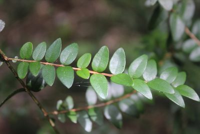 Metrosideros diffusa, photographed by Joe Dillon