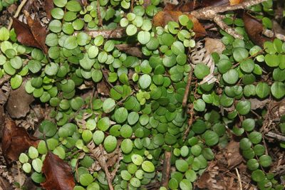 Metrosideros perforata, photographed by Joe Dillon