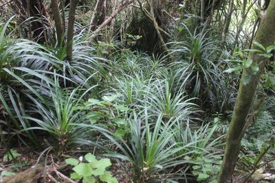 Freycinetia banksii, photographed by Joe Dillon