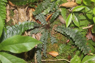 Austroblechnum membranaceum, photographed by Joe Dillon