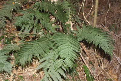 Leptopteris hymenophylloides, photographed by Joe Dillon
