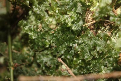 Polyphlebium venosum, photographed by Joe Dillon