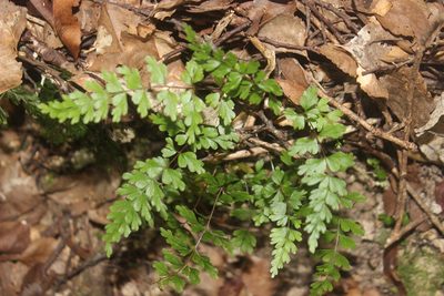 Lindsaea trichomanoides, photographed by Joe Dillon