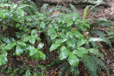 Pseudowintera axillaris, photographed by Joe Dillon