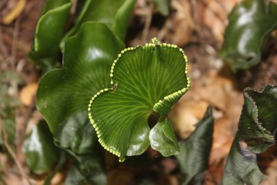 Hymenophyllum nephrophyllum, photographed by Joe Dillon