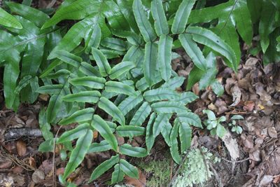 Parablechnum procerum, photographed by Joe Dillon