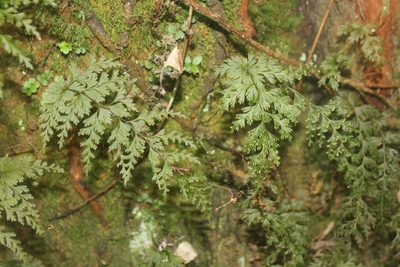 Hymenophyllum demissum, photographed by Joe Dillon