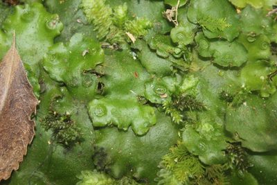 Monoclea forsteri, photographed by Joe Dillon