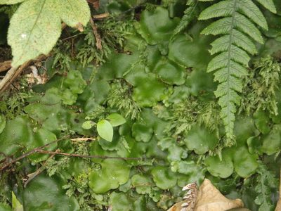 Monoclea forsteri, photographed by Joe Dillon