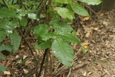 Didymocheton spectabilis, photographed by Joe Dillon