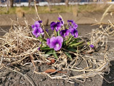 Viola mandshurica, photographed by harum.koh