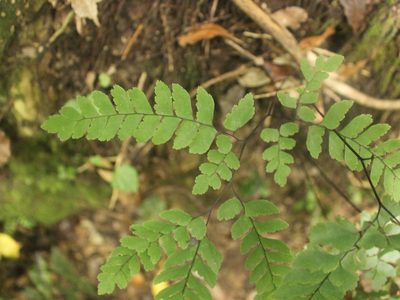 Adiantum cunninghamii, photographed by Joe Dillon