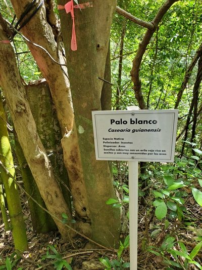 Casearia guianensis, photographed by Bennett Grappone