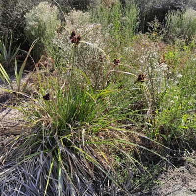 Cyperus ustulatus, photographed by Jenny Saito
