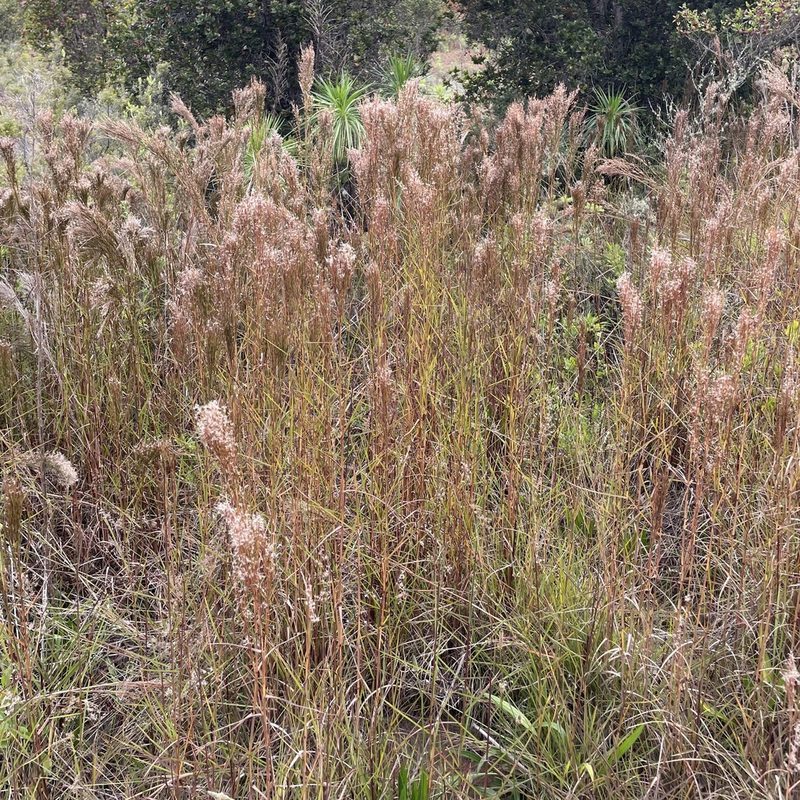 Schizachyrium microstachyum, photographed by Rocky Ordoñez