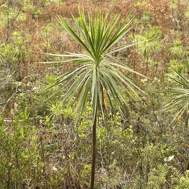 Wilkesia gymnoxiphium, photographed by Rocky Ordoñez