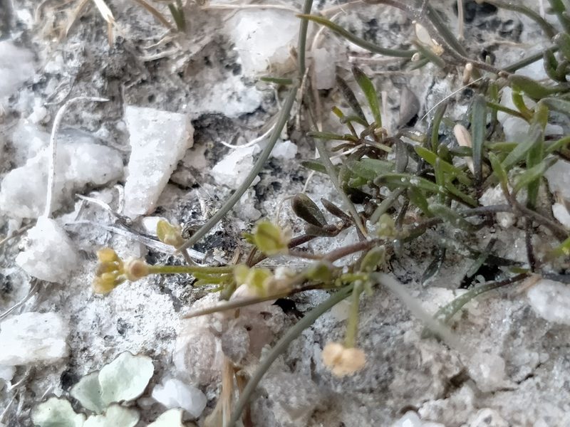 Lepidium kirkii, photographed by John Barkla