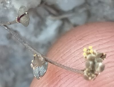 Lepidium kirkii, photographed by John Barkla
