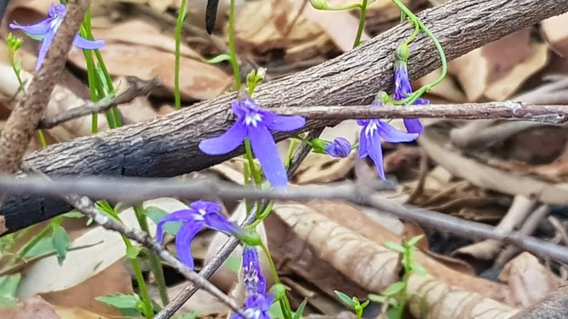Lobelia dentata, photographed by Sofia Zvolanek