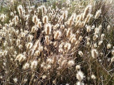 Cynosurus echinatus, photographed by John Barkla
