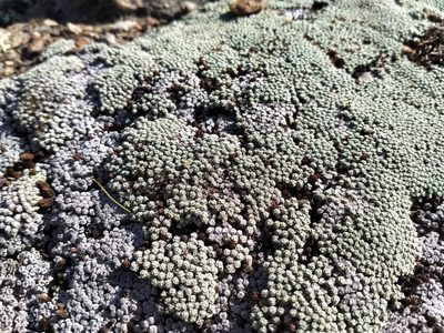 Raoulia australis, photographed by John Barkla