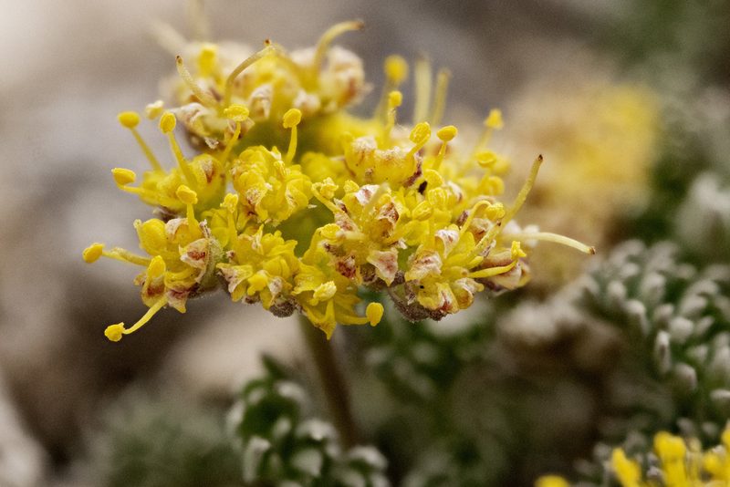 Cymopterus alpinus, photographed by Cecelia Alexander