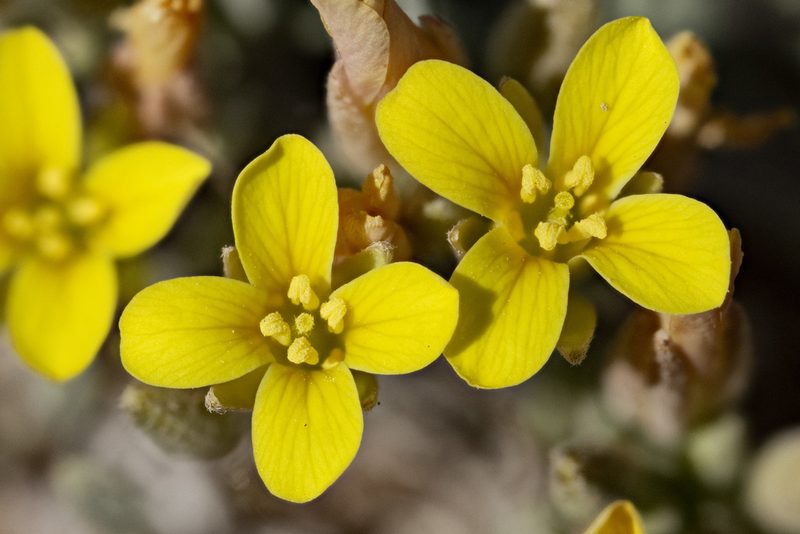 Physaria montana, photographed by Cecelia Alexander