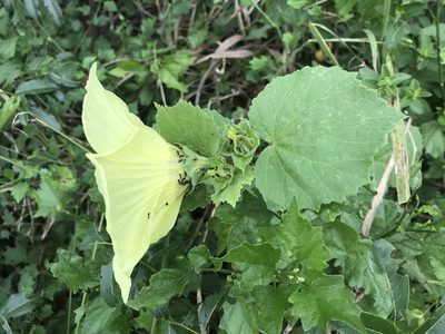 Hibiscus calyphyllus, photographed by Andrew Gillespie