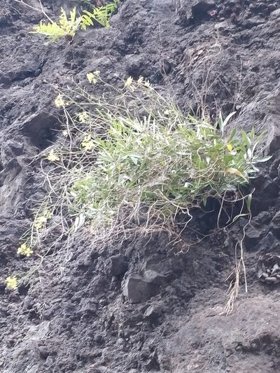 Sinapidendron angustifolium, photographed by Vítor Jorge