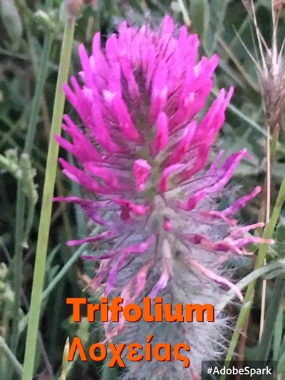 Trifolium purpureum, photographed by Georgios Mesimeris