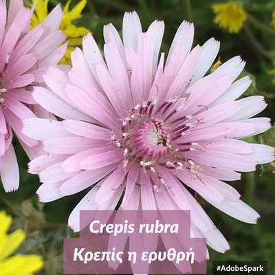 Crepis rubra, photographed by Georgios Mesimeris