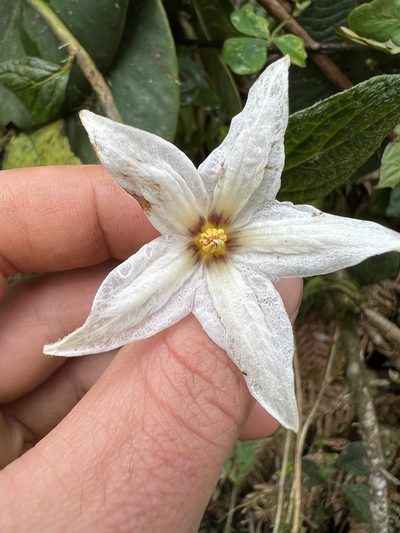 Lycianthes acutifolia, photographed by Nicolás Baresch Uribe