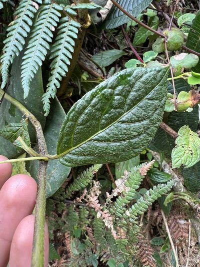 Lycianthes acutifolia, photographed by Nicolás Baresch Uribe