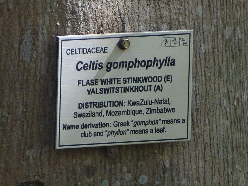 Celtis gomphophylla, photographed by Shaun Swanepoel